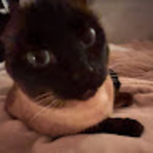 Meet your Posher, Sierra